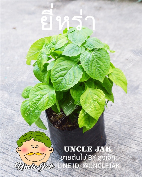 ยี่หร่า (ใบรา) /โหระพาควาย | Uncle Jak   - หนองแขม กรุงเทพมหานคร