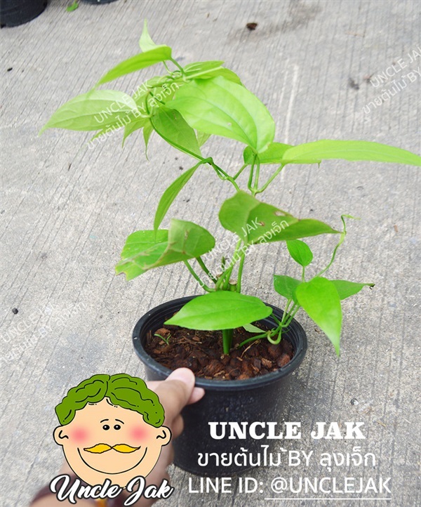 รางจืด ดอกม่วง  กระถาง 6นิ้วพร้อมปลูก  | Uncle Jak   - หนองแขม กรุงเทพมหานคร