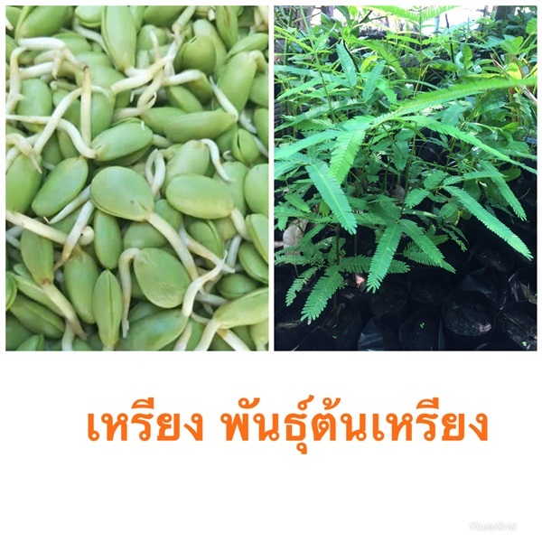 ต้นเหรียง ส่งเก็บปลายทาง | วรรณพันธุ์ไม้ - เมืองตรัง ตรัง