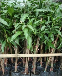 ต้นพันธุ์มะม่วงเขียวเสวย | Avocado Chiangmai - หางดง เชียงใหม่