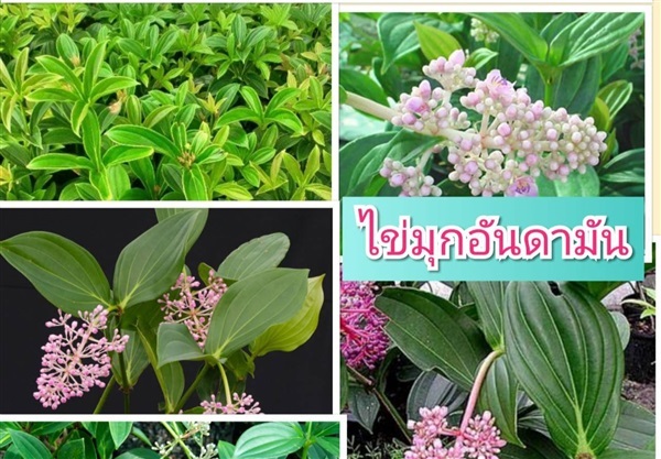 #ไข่มุกอันดามัน ดอกสวย ต้นแข็งแรง รากเดินทุกต้น | Drenglish Garden มหาสารคาม - กันทรวิชัย มหาสารคาม