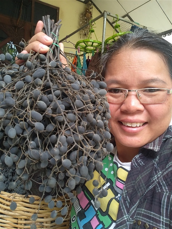 ขายเมล็ดพร้อมเพาะหมากเค็ง เขลง นางดำ | เมล็ดพันธุ์ดี เกษตรวิถีไทย - เมืองระยอง ระยอง