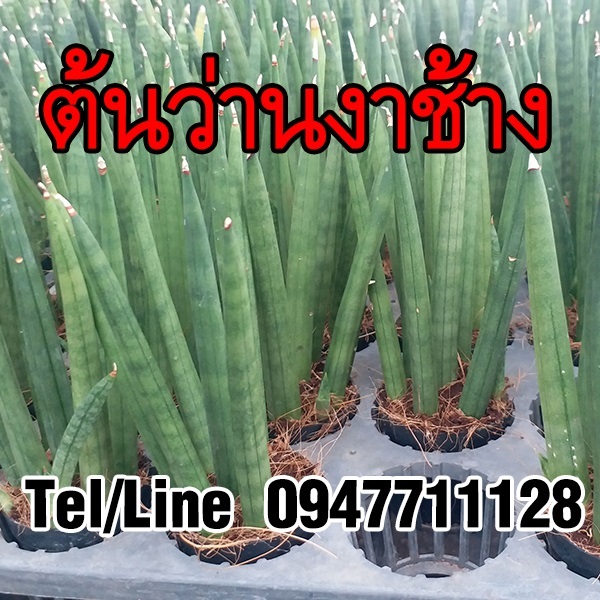 ขายต้นว่านงาช้าง ไม้ฟอกอากาศ ราคาถูก จัดส่งทั่วประเทศ