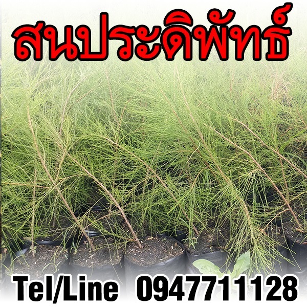 ขายส่งต้นสนประดิพัทธ์ ราคาถูก จัดส่งทั่วประเทศ | ฟามสุข - คลองหลวง ปทุมธานี