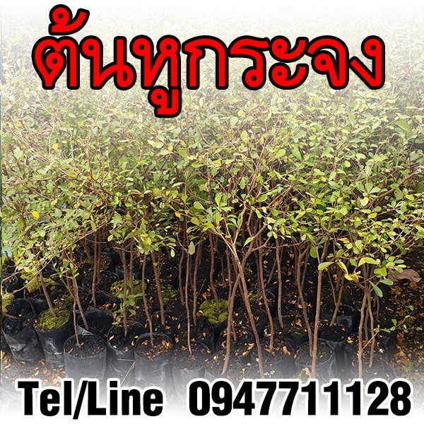 ขายต้นหูกระจง ราคาถูก จัดส่งทั่วประเทศ | ฟามสุข - คลองหลวง ปทุมธานี