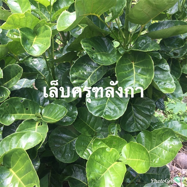 เล็บครุฑลังกา | วรรณพันธุ์ไม้ - เมืองตรัง ตรัง