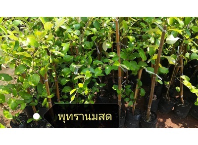 #พุทรานมสด ราคาต้นละ 120 บาท สนใจสอบถามได้นะคะ | Drenglish Garden มหาสารคาม - กันทรวิชัย มหาสารคาม