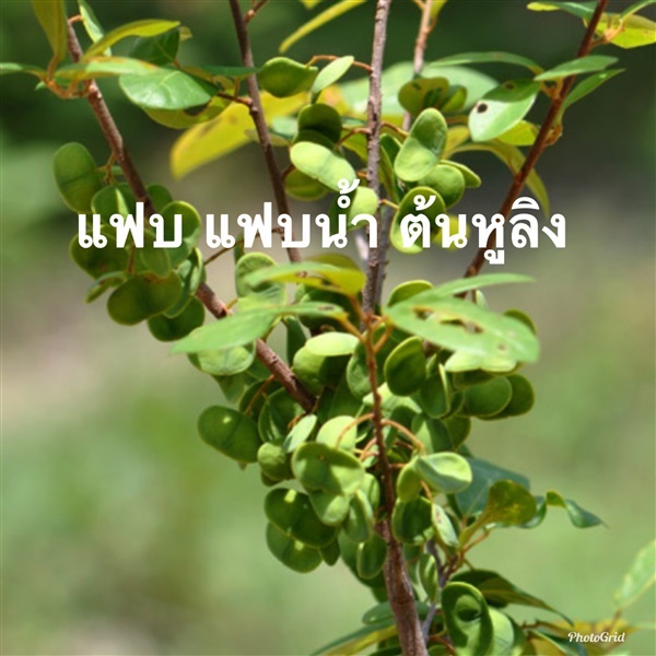 ต้นแฟบ | วรรณพันธุ์ไม้ - เมืองตรัง ตรัง