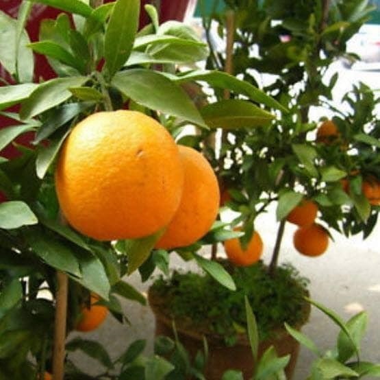 #ส้มออสเตรเลีย ต้นโตแข็งแรงรากเดินทุกต้นราคาต้นละ 390 บาท  | Drenglish Garden มหาสารคาม - กันทรวิชัย มหาสารคาม