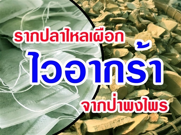 รากปลาไหลเผือก (บรรจุซอง) | สวนราชินี จ.กำแพงเพชร -  กำแพงเพชร