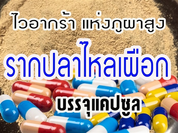 รากปลาไหลเผือก (บรรจุแคปซูล)