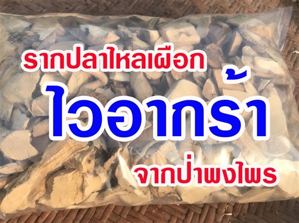 รากปลาไหลเผือก  | สวนราชินี จ.กำแพงเพชร -  กำแพงเพชร