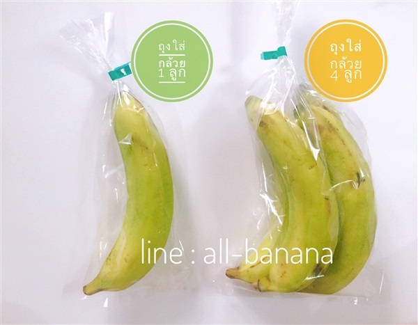 ถุงใส่กล้วย | PlantarLAB - เมืองนครนายก นครนายก
