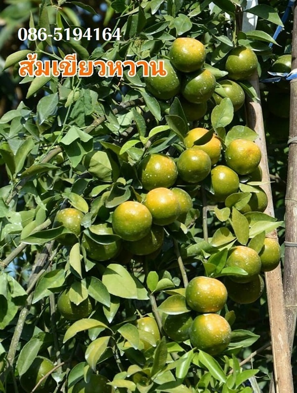 ส้มเขียวหวาน | สวนนรัชยา - วัฒนา กรุงเทพมหานคร