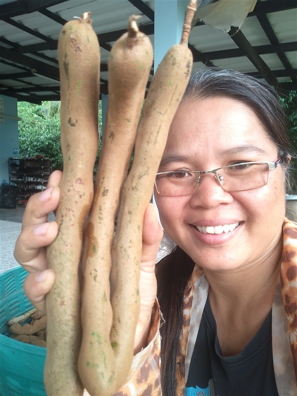 ขายเมล็ดพร้อมเพาะต้นกิ่งตอนมะขามเปรี้ยวยักษ์ | เมล็ดพันธุ์ดี เกษตรวิถีไทย - เมืองระยอง ระยอง