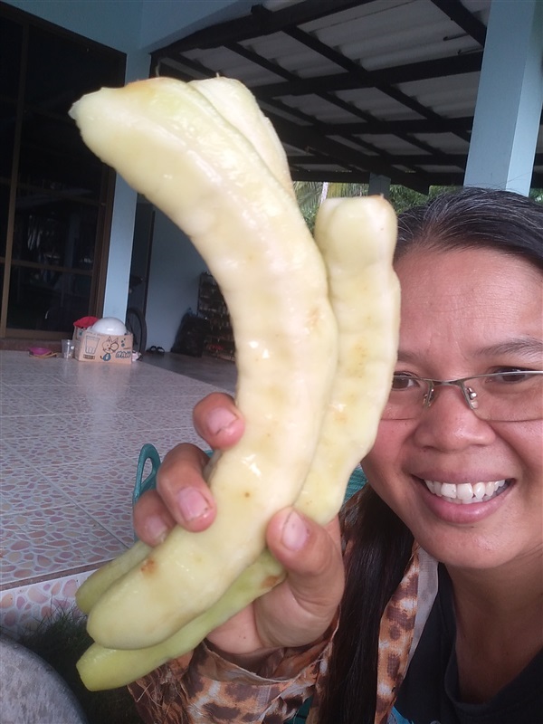 ขายเมล็ดชมวงพร้อมเพาะมะขามเปรี้ยวยักษ์ | เมล็ดพันธุ์ดี เกษตรวิถีไทย - เมืองระยอง ระยอง