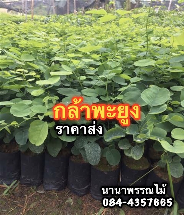 กล้าพยุงไทย ราคาส่ง | นานาพรรณไม้ - เมืองราชบุรี ราชบุรี