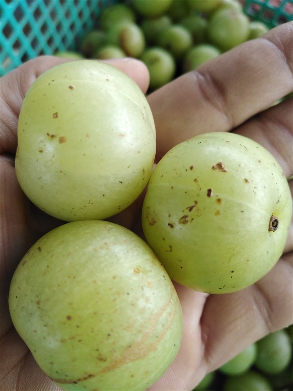 ขายเมล็ดพร้อมเพาะมะขามป้อมยักษ์ | เมล็ดพันธุ์ดี เกษตรวิถีไทย - เมืองระยอง ระยอง