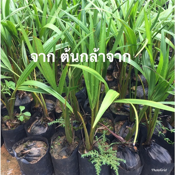 ต้นจาก ส่งเก็บเงินปลายทาง | วรรณพันธุ์ไม้ - เมืองตรัง ตรัง