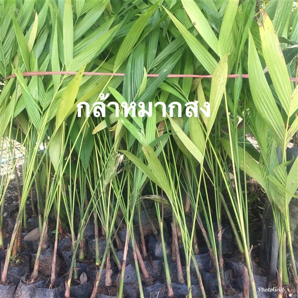 กล้าหมากสง | วรรณพันธุ์ไม้ - เมืองตรัง ตรัง