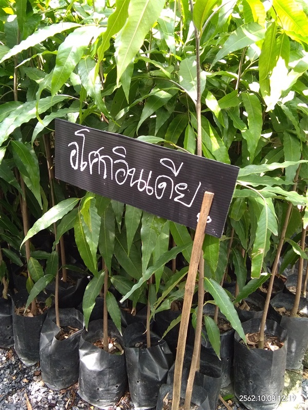 ต้นอโศกอินเดีย | ดรีมเดียร์การ์เด้น -  ปทุมธานี