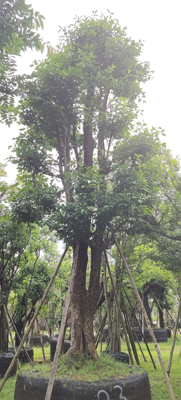 ต้นมั่งมี | สวนสมใจนึก - แก่งคอย สระบุรี