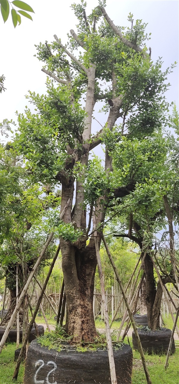 ต้นมั่งมี | สวนสมใจนึก - แก่งคอย สระบุรี