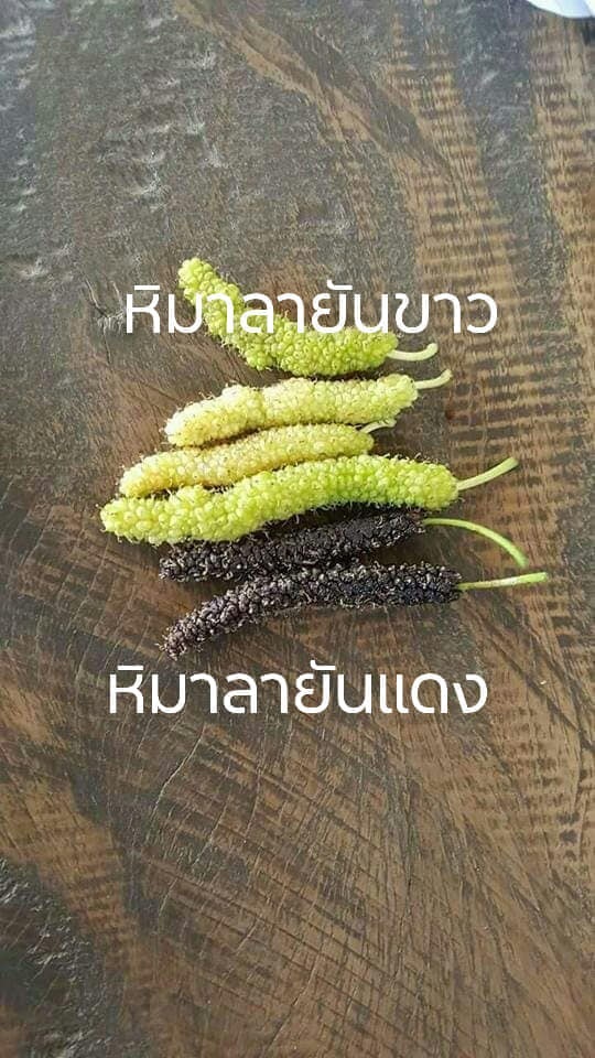 มัลเบอรี่ | สวนวาสนาพันธุ์ไม้ - ทับคล้อ พิจิตร