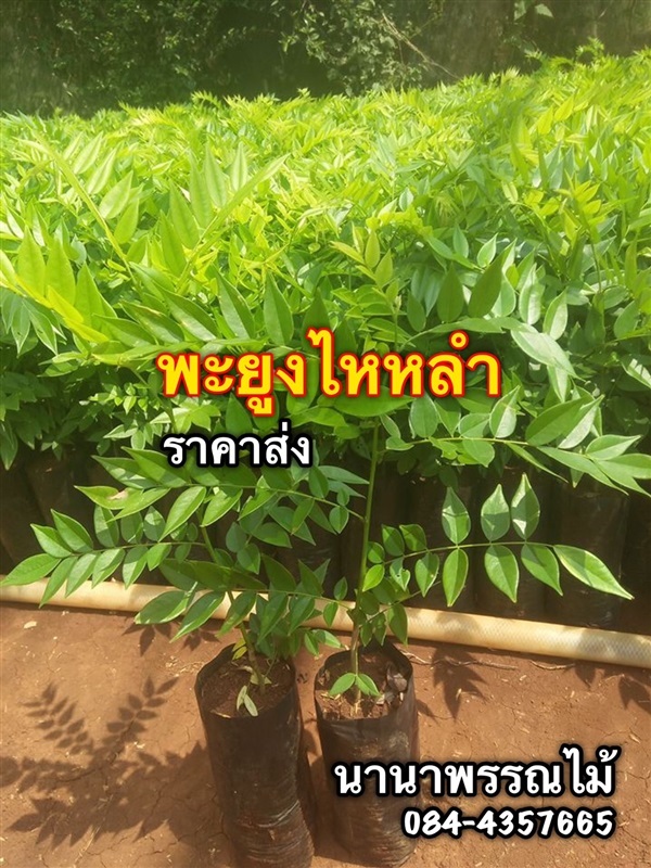 พะยูงไหหลำ | นานาพรรณไม้ - เมืองราชบุรี ราชบุรี