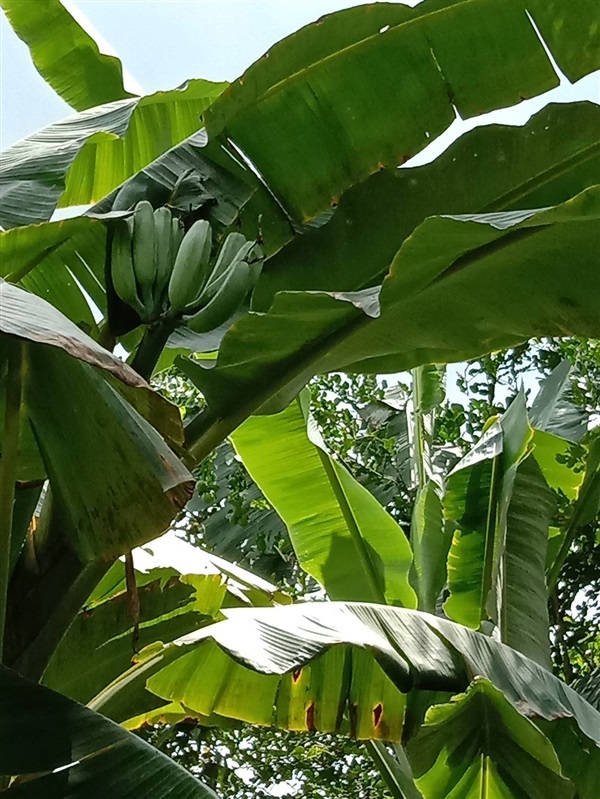 กล้วยเทพรส | วรรณพันธุ์ไม้ - เมืองตรัง ตรัง