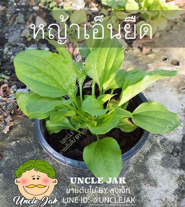 หญ้าเอ็นยืด (ผักกาดน้ำ) | Uncle Jak   - หนองแขม กรุงเทพมหานคร