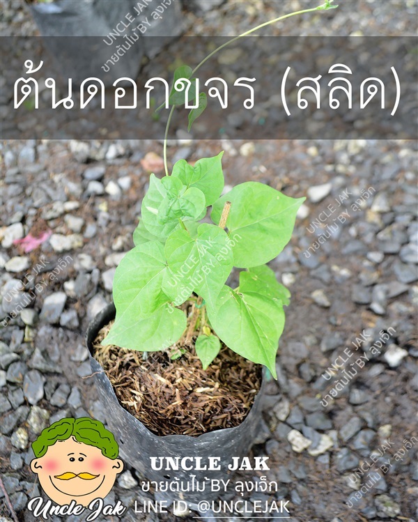 ขจร ต้นพันธุ์ดอกขจร (ต้นดอกสลิด) พร้อมปลูก  | Uncle Jak   - หนองแขม กรุงเทพมหานคร