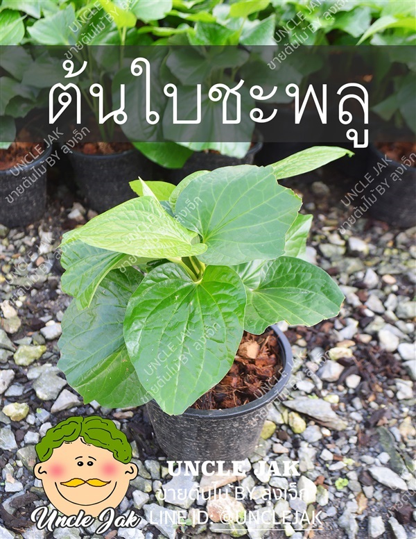 ต้นชะพลู ใบชะพลู ต้นช้าพลู กินกับเมี่ยง พร้อมปลูก | Uncle Jak   - หนองแขม กรุงเทพมหานคร