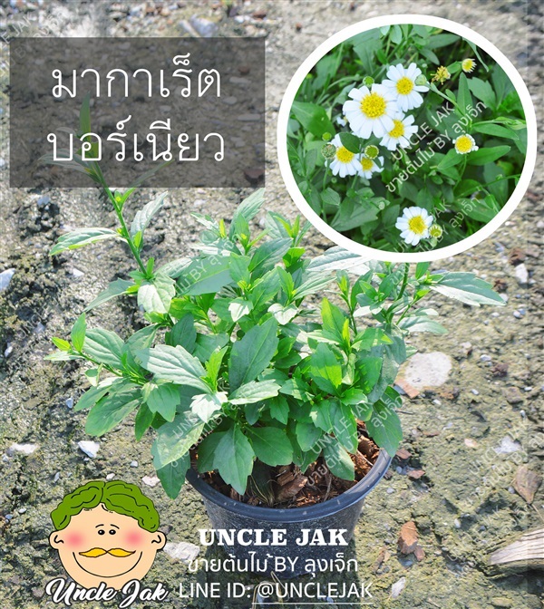 มาร์กาเร็ตบอร์เนียว ดอกขาว ดอกมากาเร็ตบอร์เนียว พร้อมปลูก  | Uncle Jak   - หนองแขม กรุงเทพมหานคร