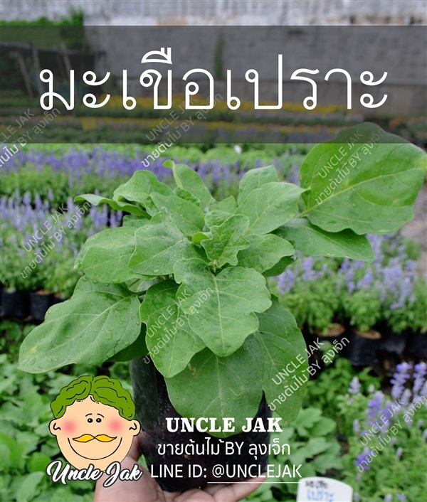 มะเขือเปราะ พร้อมปลูก | Uncle Jak   - หนองแขม กรุงเทพมหานคร