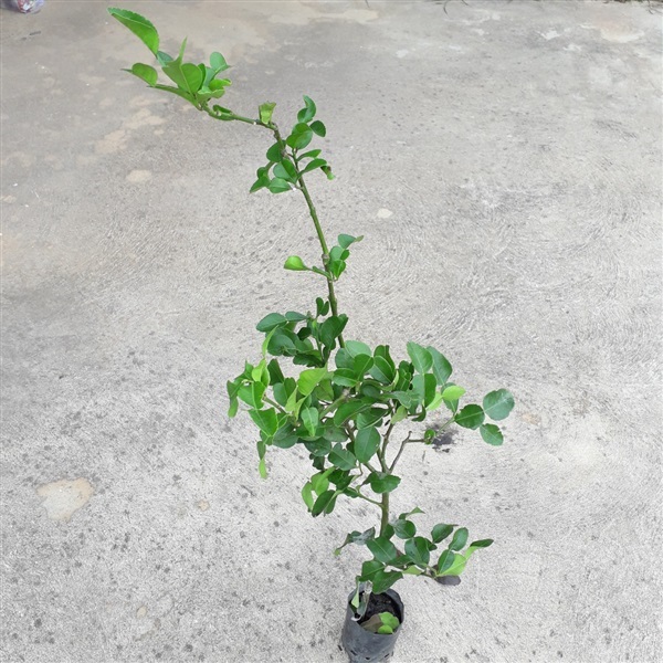 ต้นมะกรูดเสียบยอด | TG Garden - ธัญบุรี ปทุมธานี