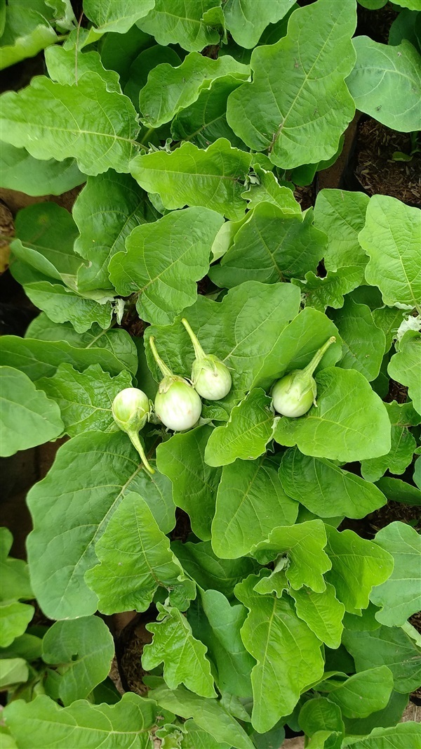 ต้นมะเขือ | Organic fruit farm - ภูเรือ เลย