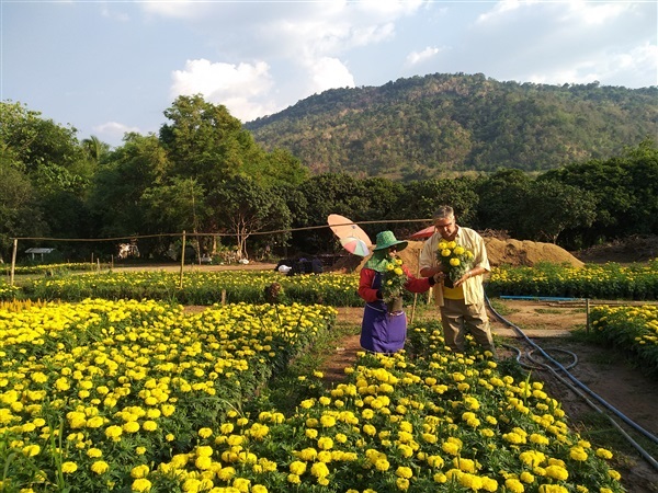 ต้นดาวเรือง | Organic fruit farm - ภูเรือ เลย