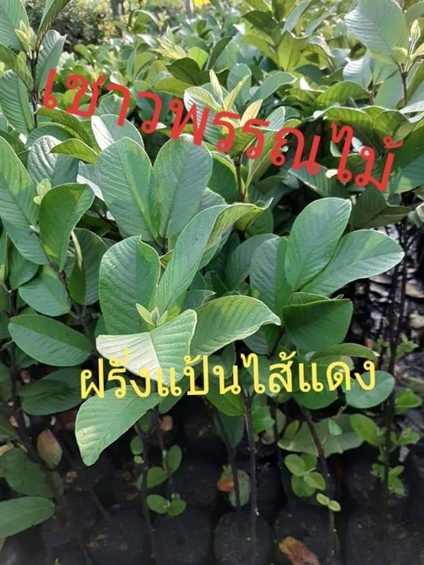 ฝรั่งแป้นไส้แดง |  เชาว์พรรณไม้ - เมืองปราจีนบุรี ปราจีนบุรี