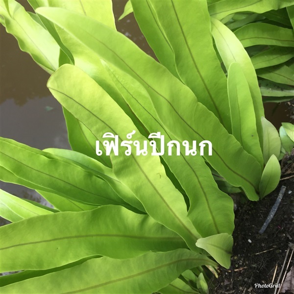 เฟิร์นปีกนก | วรรณพันธุ์ไม้ - เมืองตรัง ตรัง