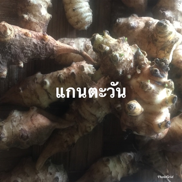 แก่นตะวัน ต้นพันธุ์แก่นตะวัน | วรรณพันธุ์ไม้ - เมืองตรัง ตรัง