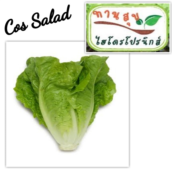 เมล็ดผักสลัดคอสCos Salad | ทานสุข Hydroponic - เมืองฉะเชิงเทรา ฉะเชิงเทรา