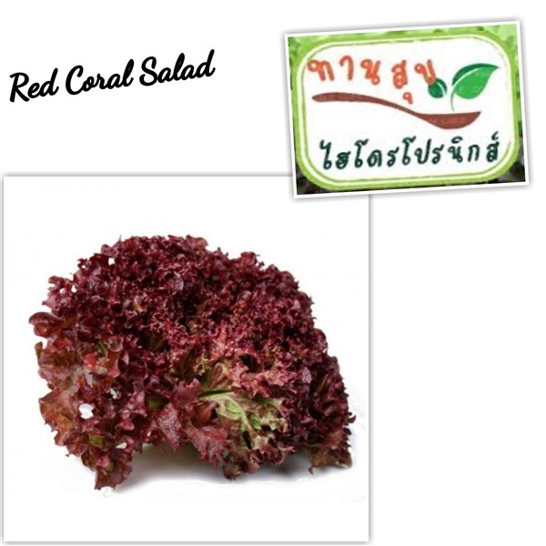 เมล็ดผักสลัดโบวแดงRed bowl | ทานสุข Hydroponic - เมืองฉะเชิงเทรา ฉะเชิงเทรา