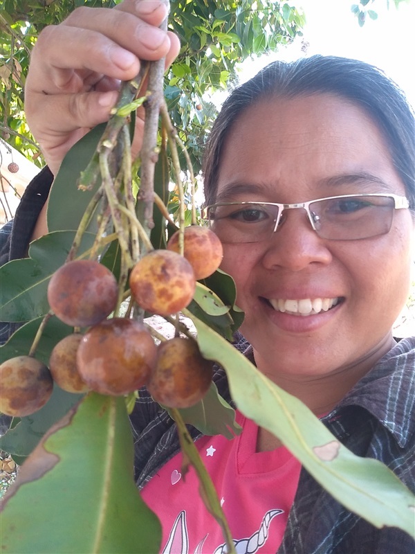 ขายเมล็ดพร้อมเพาะและต้นกล้า สารภีทะเล กระทิง | เมล็ดพันธุ์ดี เกษตรวิถีไทย - เมืองระยอง ระยอง