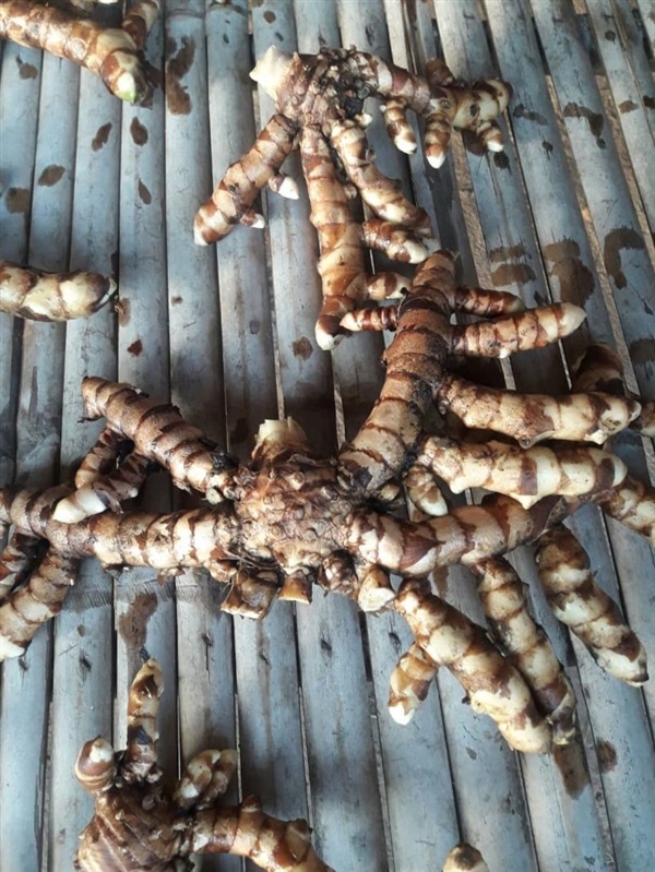 ว่านรางจืด แบบหัวขมิ้น ชื่อวิทยาศาสตร์ Curcuma sp. จะเริ่มขุ | สวนศรีชาวนา - เมืองปราจีนบุรี ปราจีนบุรี