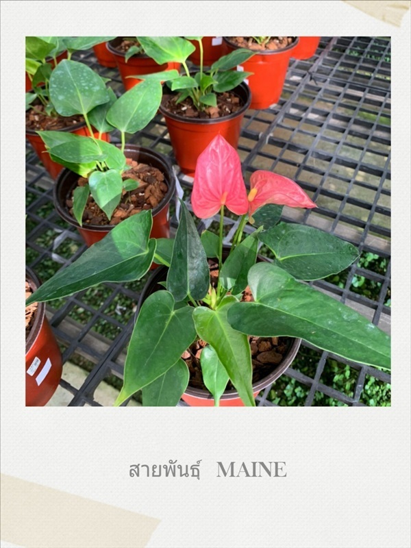 Anthurium  (ต้นดอกหน้าวัว) | pts paitoon saplee - ปะทิว ชุมพร