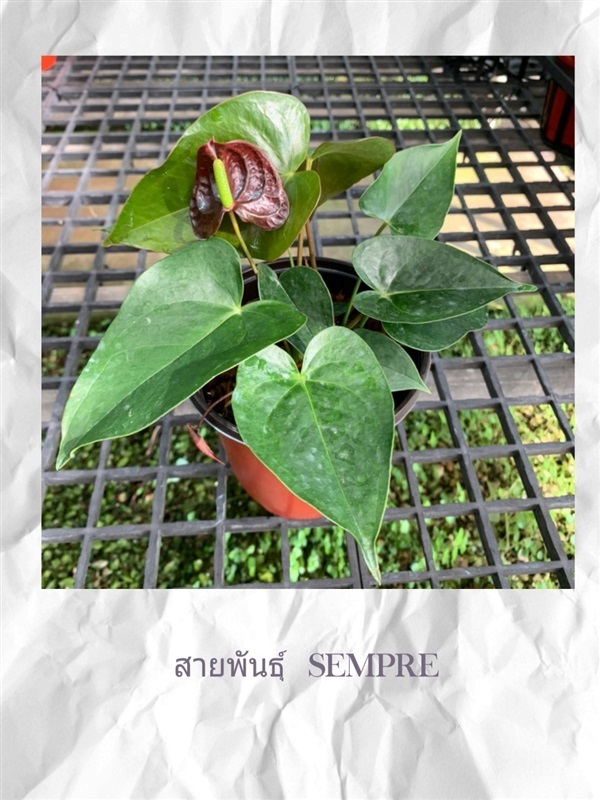 Anthurium  (ต้นดอกหน้าวัว) | pts paitoon saplee - ปะทิว ชุมพร