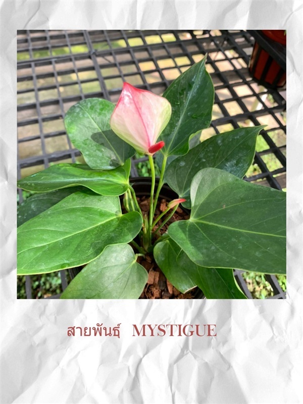 Anthurium  (ต้นดอกหน้าวัว)