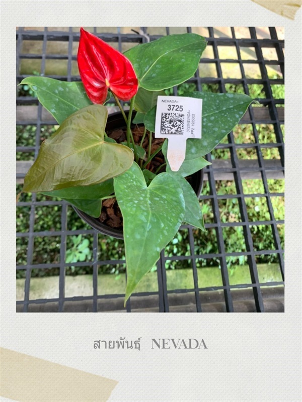 Anthurium  (ต้นดอกหน้าวัว)