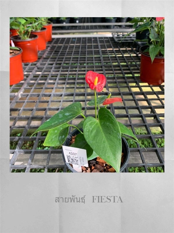 Anthurium  (ต้นดอกหน้าวัว) | pts paitoon saplee - ปะทิว ชุมพร